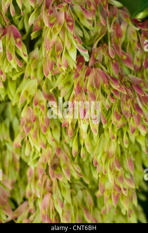 Nahaufnahme der geflügelten Früchte des Baumes des Himmels, Ailanthus altissima, die dichte Gruppen grüner und roter samaras auf einem Zweig in einem Garten zeigen. Stockfoto