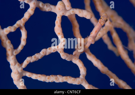 Pygmäen-Seepferdchen (Hippocampus Denise) auf Gorgonien, Kimbe Bay, Papua Neu-Guinea. Stockfoto