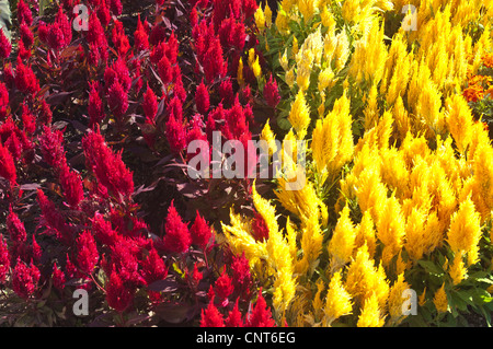 Dunkelrote und hellgelbe Cockscomb-Blüten, Celosia argentea var plumosa, in voller Blüte. Leuchtende Federn für Gartenbau und Gartengestaltung. Stockfoto
