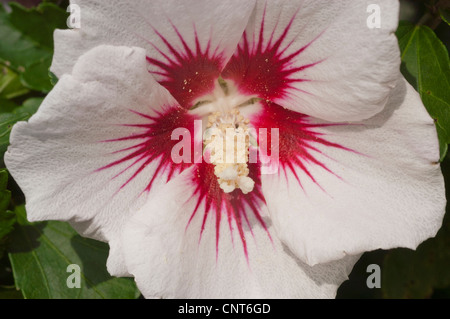 Einzelne weiße Blume der Rose von Sharon, Sträucher Althea, Rose Althea, Hibiscus syriacus, Malvaceae mit einem leuchtend roten Zentrum in der Nähe. Stockfoto
