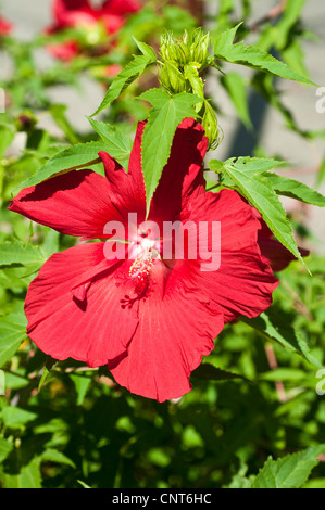 Leuchtend rote Hibiscus-Chinagrüse, Hibiscus rosa-sinensis-Blüte in voller Blüte mit grünen Blättern und einer Knospe in einem sonnigen Garten aus nächster Nähe. Stockfoto