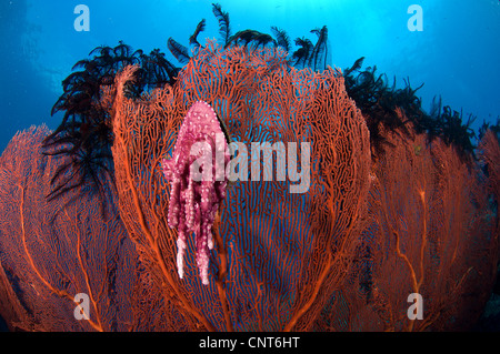 Eine rote Gorgonien (Melthaea SP.) mit farbigen Muschel Schwamm befestigt, Kimbe Bay, Papua New Guinea Stockfoto