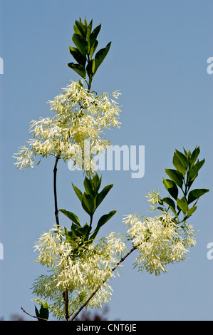 Weiße Blüten von American White Fringetree, Chionanthus virginicus, Oleaceae, Eastern USA. Zarte, fransenartige Blüten vor einem klaren blauen Himmel. Stockfoto