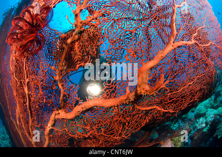 Rote Gorgonien (Melithaea sp) mit Taucher spähte durch mit Fackel, Susans Riff Kimbe Bay, Papua Neu-Guinea. Stockfoto