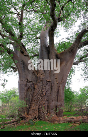 Baobab, Monkey Brot, Affe Tamarinde (Affenbrotbäume Digitata), dicken Baumstamm, Südafrika, Limpopo Stockfoto