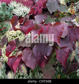 Nordamerika-rote Knospe, östlichen Redbud (Cercis Canadensis), Sorte 'Forest Pansy', Blätter,.,. Stockfoto