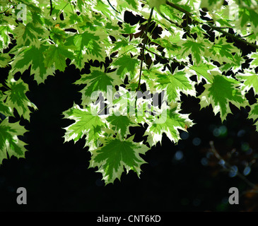 Spitz-Ahorn (Acer Platanoides), Sorte 'Drummondii', Blätter Stockfoto