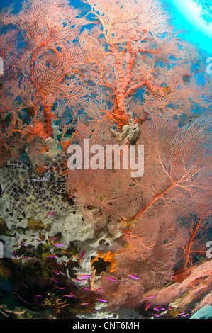 Bunte Gorgonien (Melithaea SP.) mit Crinoid, Restorf Insel, Kimbe Bay, Papua Neu-Guinea. Stockfoto