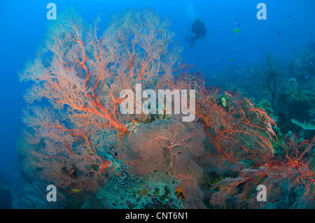 Bunte Gorgonien (Melithaea SP.) mit Taucher, Restorf Insel, Kimbe Bay, Papua Neu-Guinea. Stockfoto