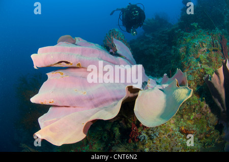 Lila Elefanten Ohr Schwamm (Ianthella Basta) mit Taucher, Restorf Insel, Kimbe Bay, Papua Neu-Guinea. Stockfoto