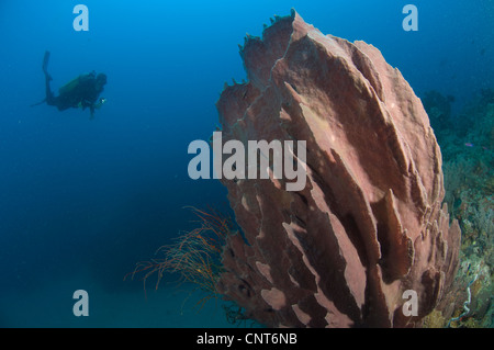 Lauf Schwamm (Xestospongia SP.) und Taucher, Restorf Insel, Kimbe Bay, Papua-Neu-Guinea. Stockfoto