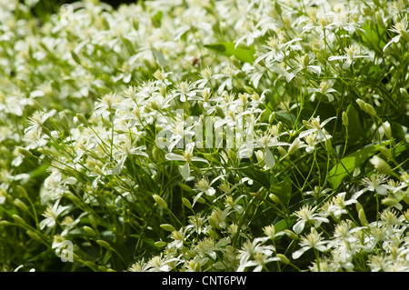 Süß Herbst Clematis, Clematis Terniflora var. sogar Stockfoto