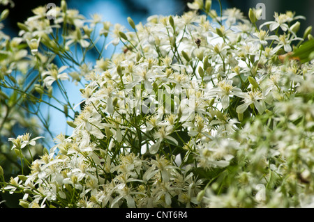 Süß Herbst Clematis, Clematis Terniflora var. sogar Stockfoto