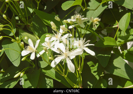 Süß Herbst Clematis, Clematis Terniflora var. sogar Stockfoto