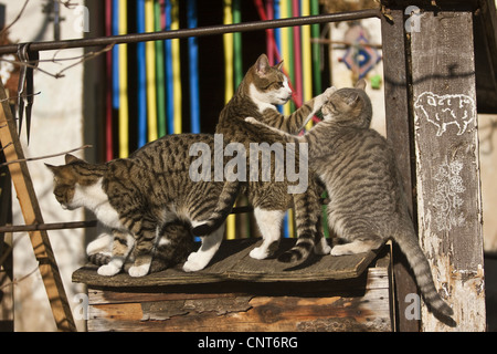 Hauskatze, Hauskatze (Felis Silvestris F. Catus), toben auf einem Aussichtspunkt Stockfoto