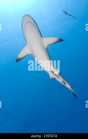 Grauen Riffhai (Carcharhinus Amblyrhynchos) mit Remora, Inglis Shoal, Kimbe Bay, Papua Neu-Guinea. Stockfoto