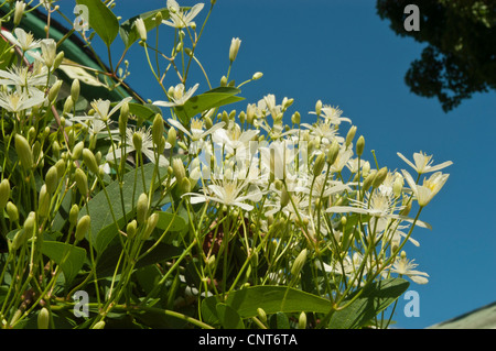 Süß Herbst Clematis, Clematis Terniflora var. sogar Stockfoto