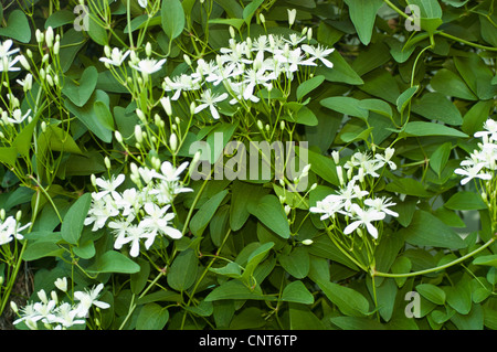 Süß Herbst Clematis, Clematis Terniflora var. sogar Stockfoto