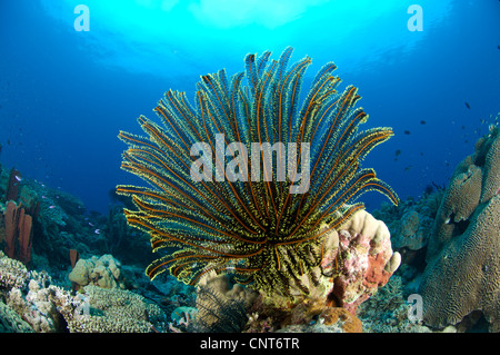 Ein Feder-Stern (Crinoid SP.) mit gestreckten, Kimbe Bay, Papua Neu-Guinea. Stockfoto