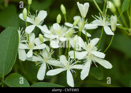 Süß Herbst Clematis, Clematis Terniflora var. sogar Stockfoto