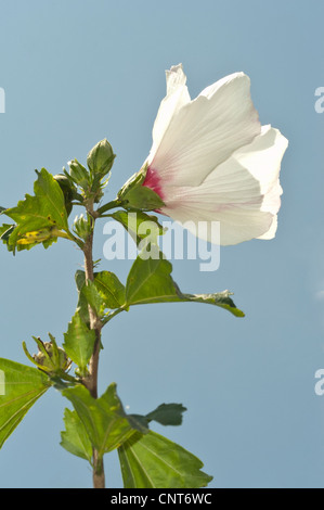 Einzelne weiße Blume der Rose von Sharon, Sträucher Althea, Rose Althea, Hibiscus syriacus, Malvaceae vor einem klaren blauen Himmel. Stockfoto