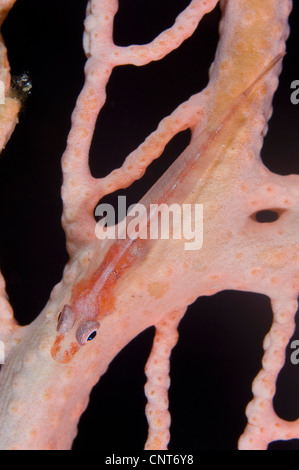 Großen Peitsche Grundel (Bryaninops Amplus) auf Gorgonien, Kimbe Bay, Papua Neu-Guinea. Stockfoto