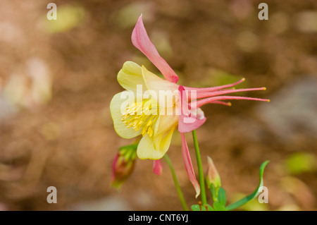 Nahaufnahme von rosa und gelben Colorado oder Rocky Mountains Columbine Aquilegia caerulea Blumen in der Natur. Stockfoto