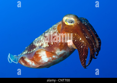 Ein Broadclub Tintenfisch (Sepia finden), Inglis Shoal, Kimbe Bay, Papua Neu-Guinea. Stockfoto