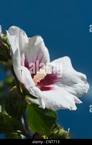 Einzelne weiße Blume der Rose von Sharon, Sträucher Althea, Rose Althea, Hibiscus syriacus, Malvaceae. Nahaufnahme der Gartenblüte vor einem klaren blauen Himmel. Stockfoto