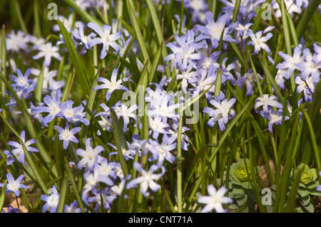 Blau-weiße Blüten von Lucile's Glory-of-the-Snow, Chionodoxa luciliae, Sparagaceae. Schöner Frühlingsgarten blüht in der Natur. Stockfoto