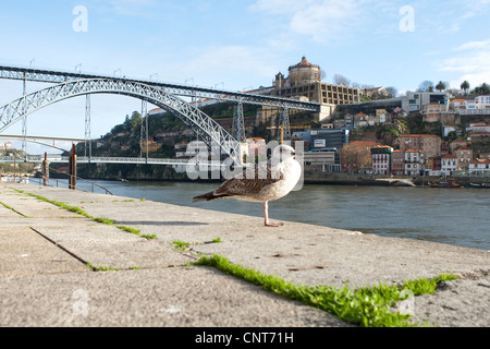 Möwe, Ribeira Quay, Porto, Portugal Stockfoto