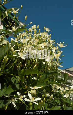 Süß Herbst Clematis, Clematis Terniflora var. sogar Stockfoto