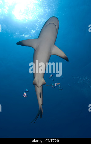 Grauen Riffhai (Carcharhinus Amblyrhynchos) mit Remora, Inglis Shoal, Kimbe Bay, Papua Neu-Guinea. Stockfoto