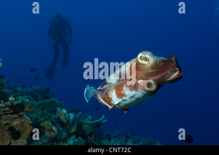 Ein Broadclub Tintenfisch (Sepia finden) mit Taucher, Inglis Shoal, Kimbe Bay, Papua Neu-Guinea. Stockfoto