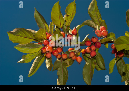 Kleine rote und gelbe Krabbenäpfel (Malus, Rosaceae) auf einem Ast vor einem klaren blauen Himmel Hintergrund. Stockfoto