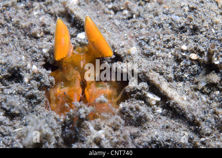 Orange Mantis Shrimp (Lysiosquilloides Mapia) in seiner Burrow in vulkanischen Sand, Vulkankrater, Witu Inseln, Papua Neu-Guinea. Stockfoto