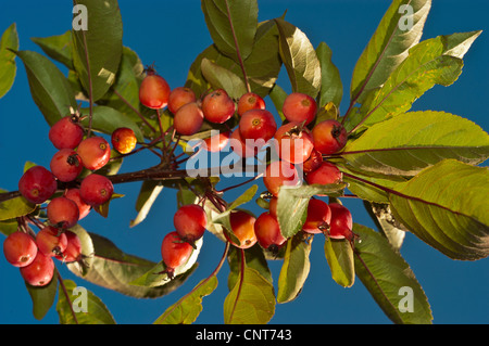 Zweig mit kleinen roten gelben Krabbenäpfeln vor einem klaren blauen Himmel. Malus, Rosaceae-Arten in hellem Herbstsonnenlicht. Stockfoto