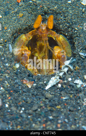 Orange Mantis Shrimp (Lysiosquilloides Mapia) in seiner Burrow in vulkanischen Sand, Vulkankrater, Witu Inseln, Papua Neu-Guinea. Stockfoto