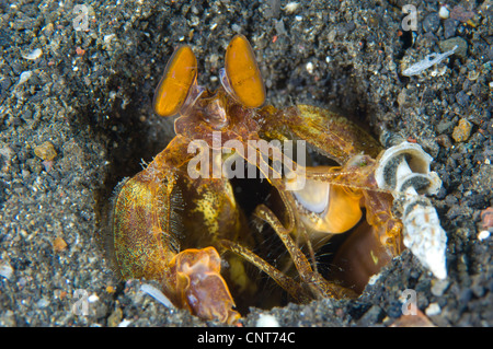 Orange Mantis Shrimp (Lysiosquilloides Mapia) in seiner Burrow in vulkanischen Sand, Vulkankrater, Witu Inseln, Papua Neu-Guinea. Stockfoto