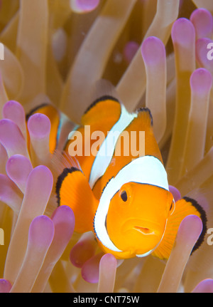 Ein Clown Anemonenfische in einem lila Anemone, Papua-Neu-Guinea. Stockfoto