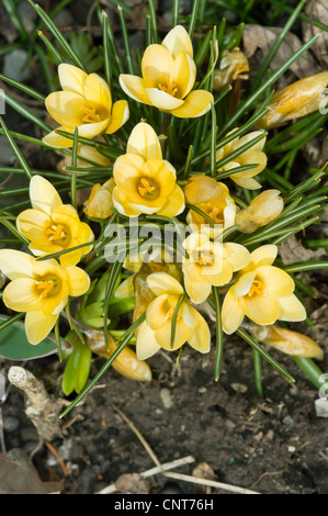 Viele gelbe Krokusse, Croci Vorfrühling Stockfoto