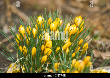 Viele gelbe Krokusse, Croci Vorfrühling Stockfoto