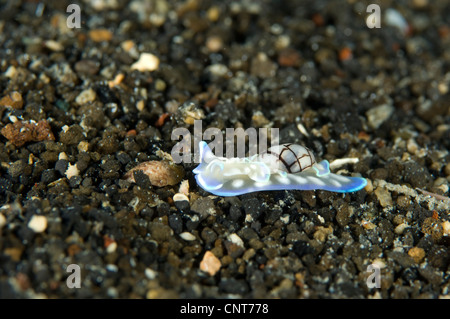 Eine blau-weiße Opisthobranch auf vulkanischen Sand, Papua-Neu-Guinea. Stockfoto