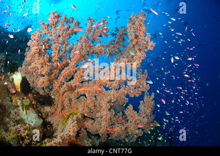 Spektakuläres Riff Szene zeigt Gorgonien (Semperina SP.) im Barney's Reef, Witu Inseln, Papua Neu-Guinea. Stockfoto