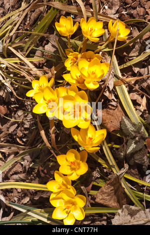 Viele gelbe Krokusse, Croci Vorfrühling Stockfoto