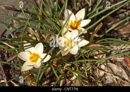 Nahaufnahme von vielen weißen gelben Krokussen, Krokusblüten im Frühfrühlingskarten mit grünen Blättern und Boden Hintergrund. Stockfoto