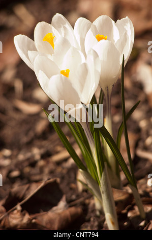 Wunderschöne weiße gelbe Krokusse, Krokusblüten im Frühjahrsgarten. Nahaufnahme von zarten Frühlingsblumen, die aus dem Boden auftauchen. Stockfoto