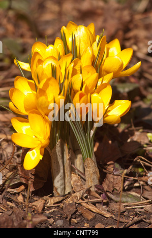 Viele gelbe Krokusse, Croci Vorfrühling Stockfoto