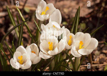 Viele weiße gelbe Krokusse, Croci Vorfrühling Stockfoto