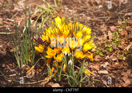 Viele gelbe Krokusse, Croci Vorfrühling Stockfoto